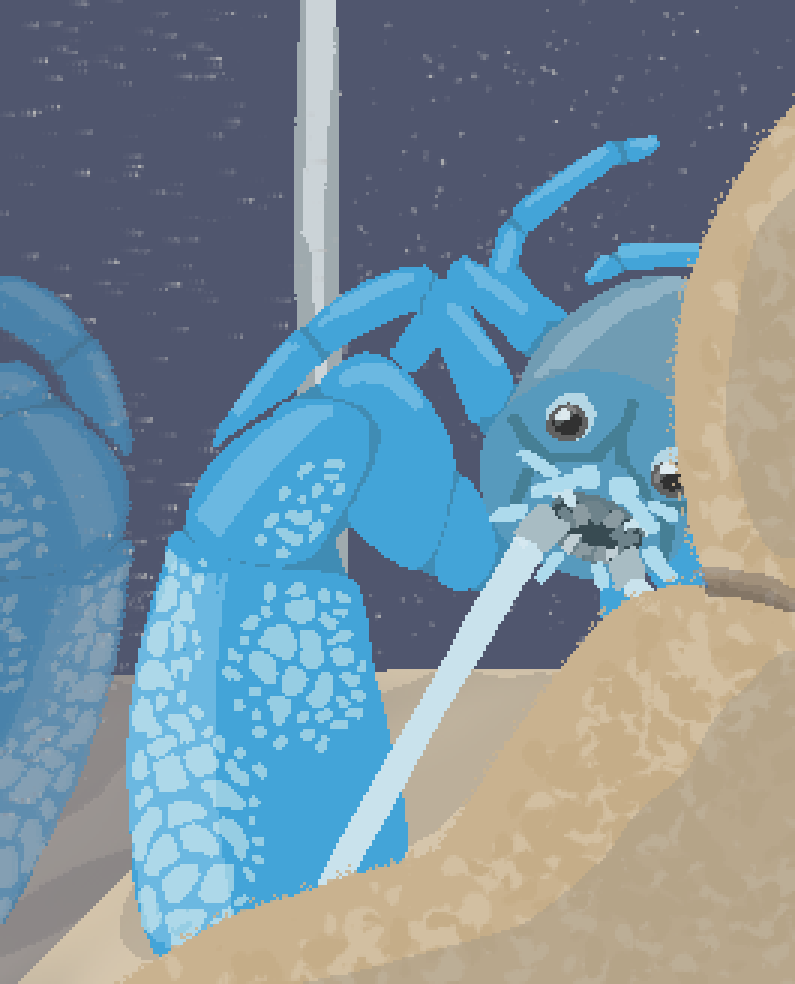 a blue yabby